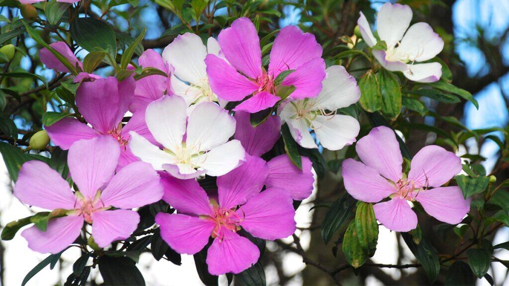 Glory Bush - Tibouchina mutabilis