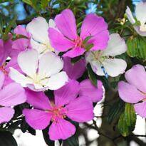 Glory Bush - Tibouchina mutabilis