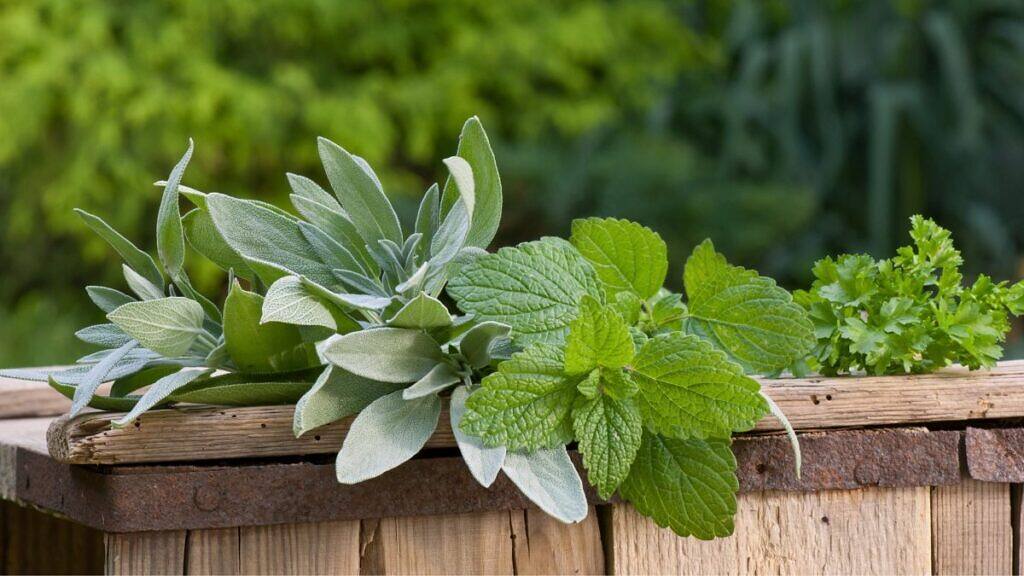 26 Powerful Herbs to Grow at Home for Flu and Cold Relief