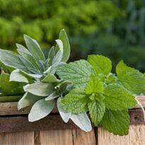 26 Powerful Herbs to Grow at Home for Flu and Cold Relief