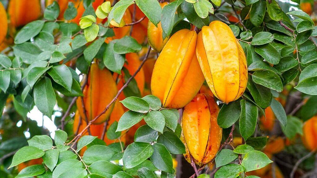 Star Fruit - Averrhoa carambola