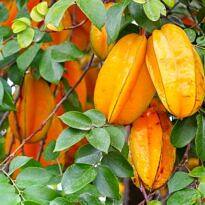 Star Fruit - Averrhoa carambola