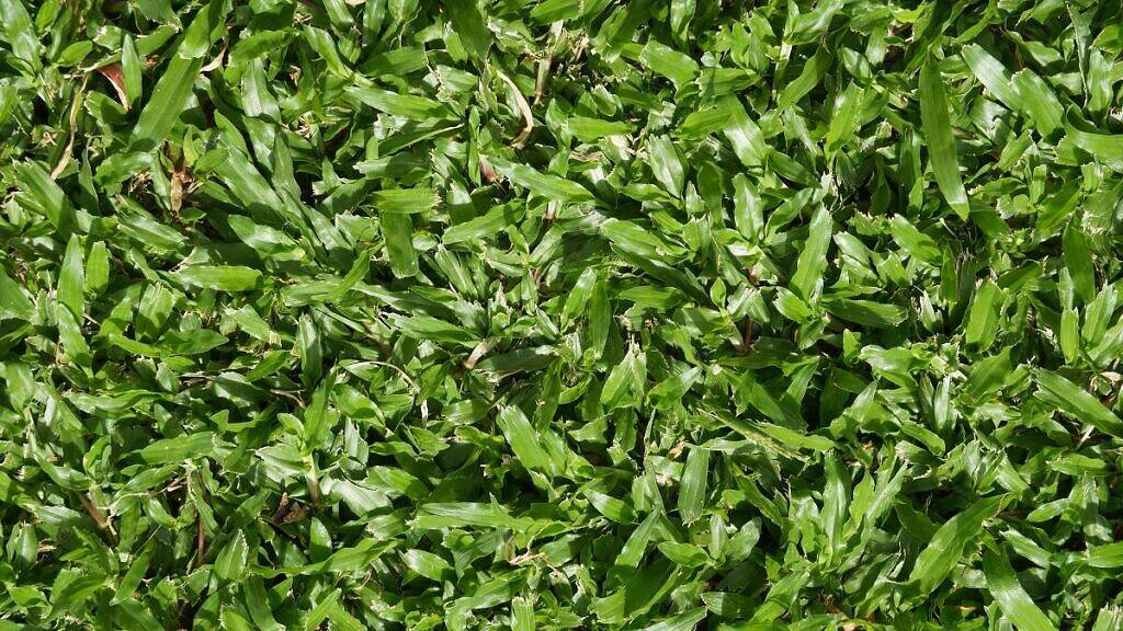 Carpet Grass - Axonopus compressus