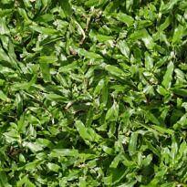 Carpet Grass - Axonopus compressus