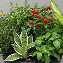 Creating a 7 Herb Pot: Your Complete Guide to Spiritual Protection