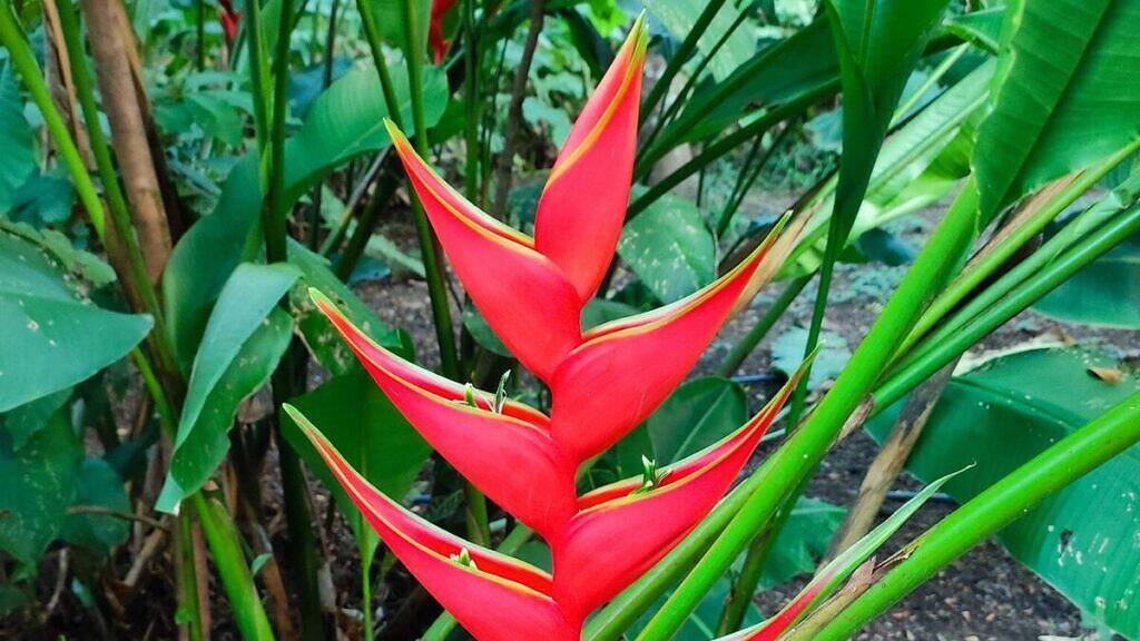 Lobster Claw - Heliconia stricta