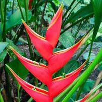 Lobster Claw - Heliconia stricta