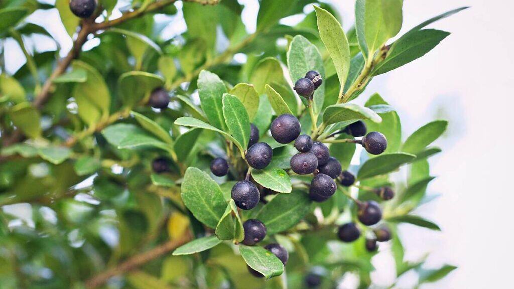 - Ilex crenata