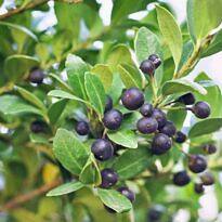 - Ilex crenata