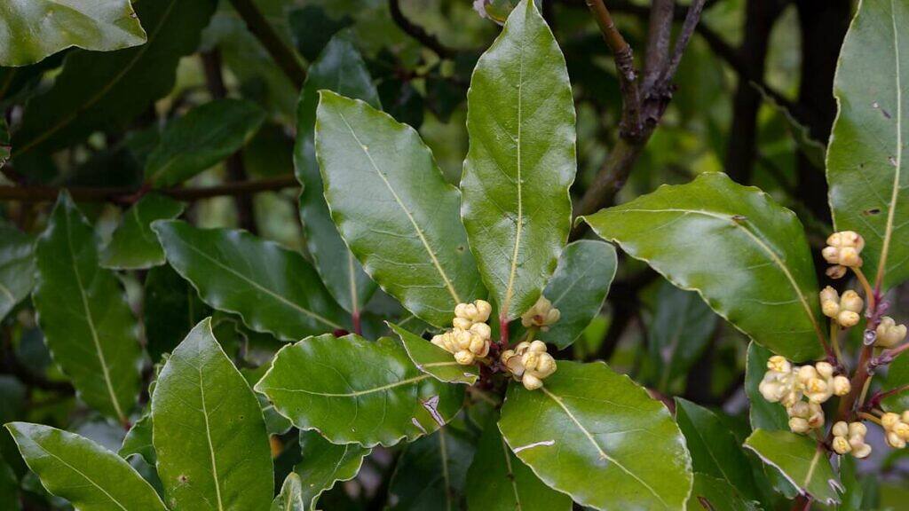 - Laurus nobilis