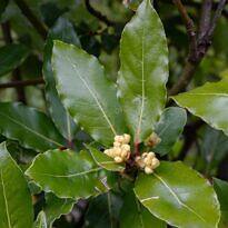 - Laurus nobilis