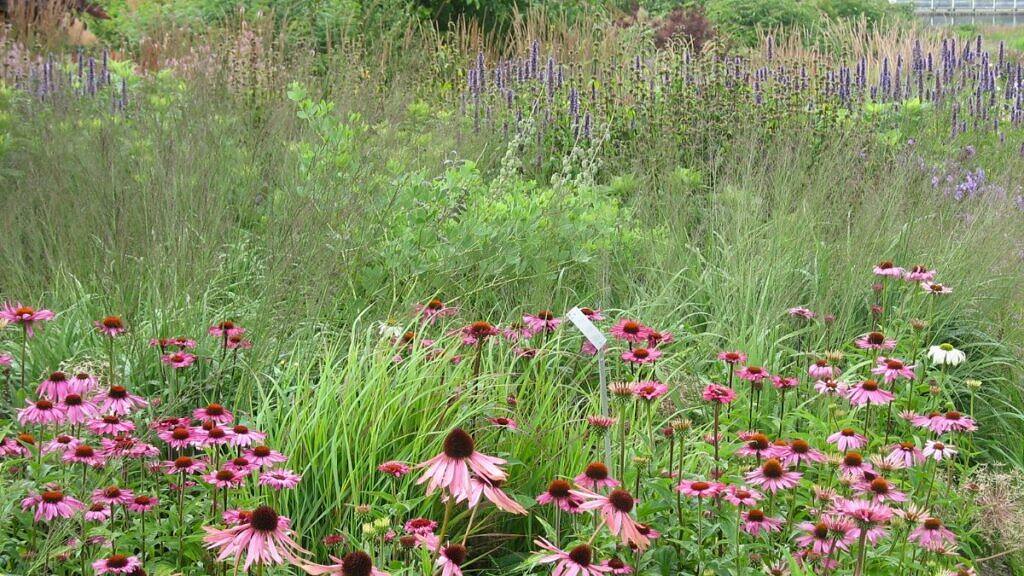 The Naturalist Garden: Rediscovering Wild Beauty