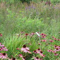 The Naturalist Garden: Rediscovering Wild Beauty