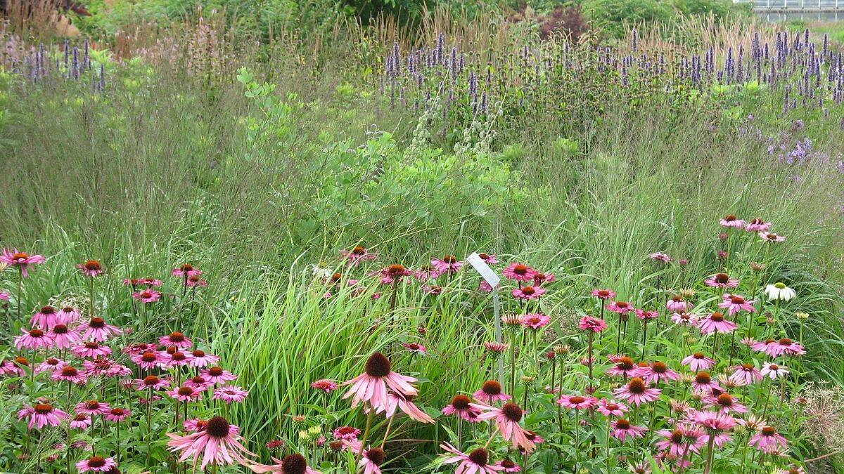 The Naturalist Garden: Rediscovering Wild Beauty