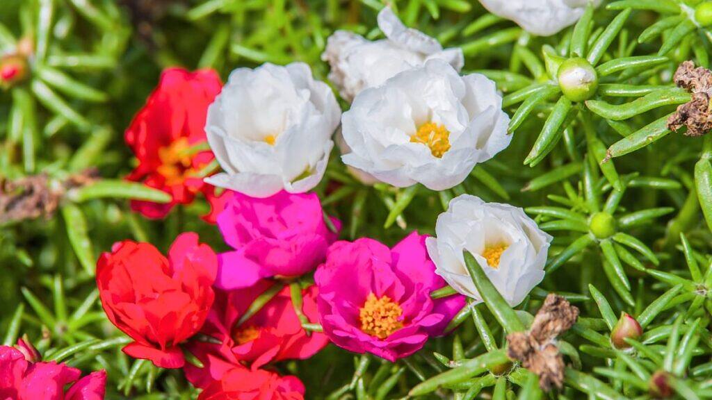 Moss Rose - Portulaca grandiflora