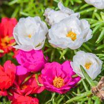 Moss Rose - Portulaca grandiflora