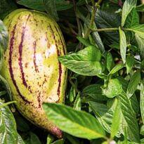 - Solanum muricatum