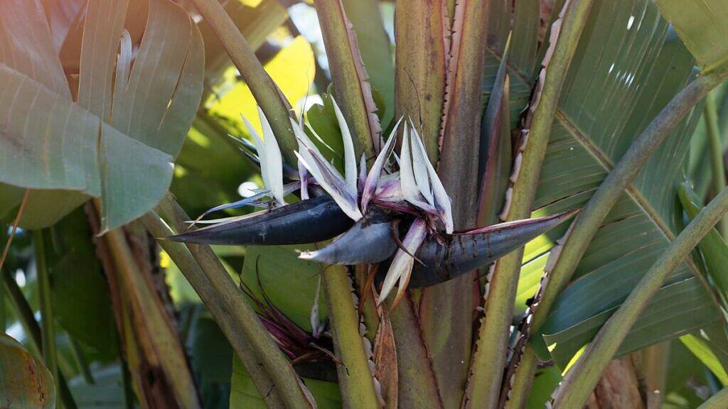 Giant Bird Of Paradise - Strelitzia nicolai