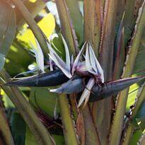 Giant Bird Of Paradise - Strelitzia nicolai