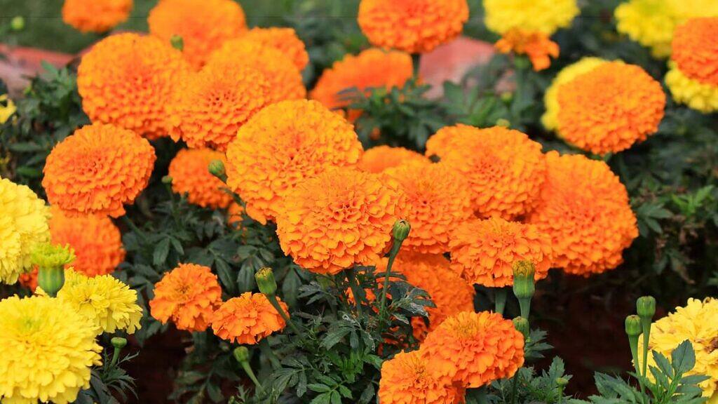 African Marigold - Tagetes erecta