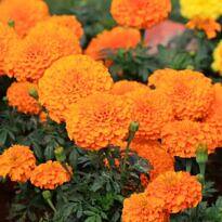 African Marigold - Tagetes erecta