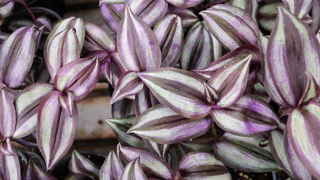 Wandering Jew - Tradescantia zebrina