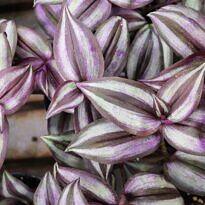Wandering Jew - Tradescantia zebrina
