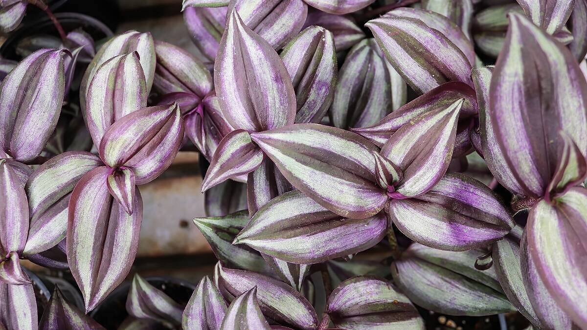 Wandering Jew - Tradescantia zebrina