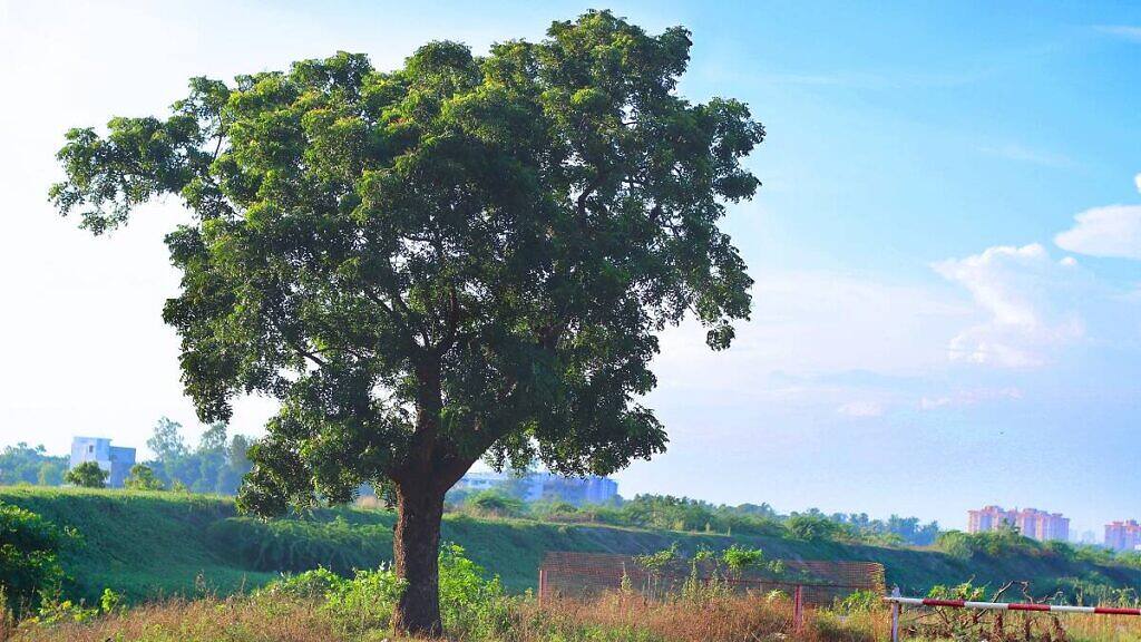 Neem - Azadirachta indica