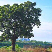 Neem - Azadirachta indica