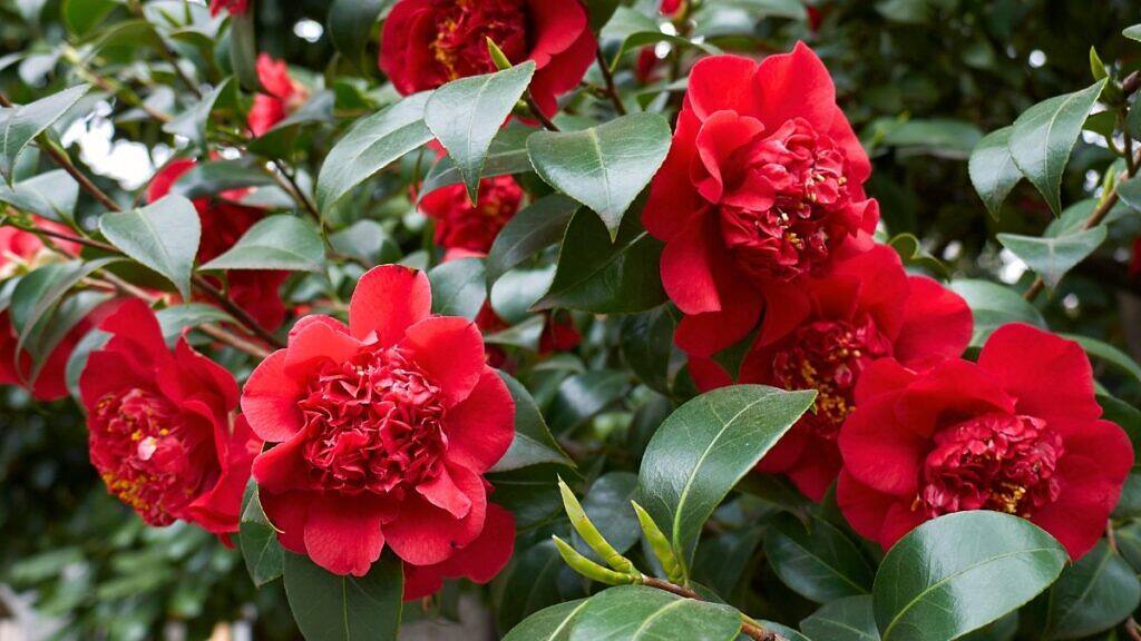 Japanese Camellia - Camellia japonica