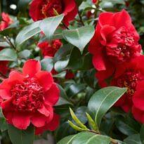 Japanese Camellia - Camellia japonica