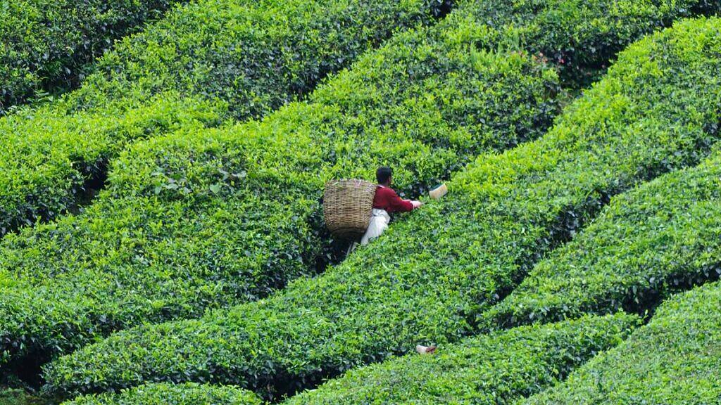 Tea - Camellia sinensis