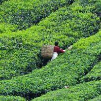 Tea - Camellia sinensis