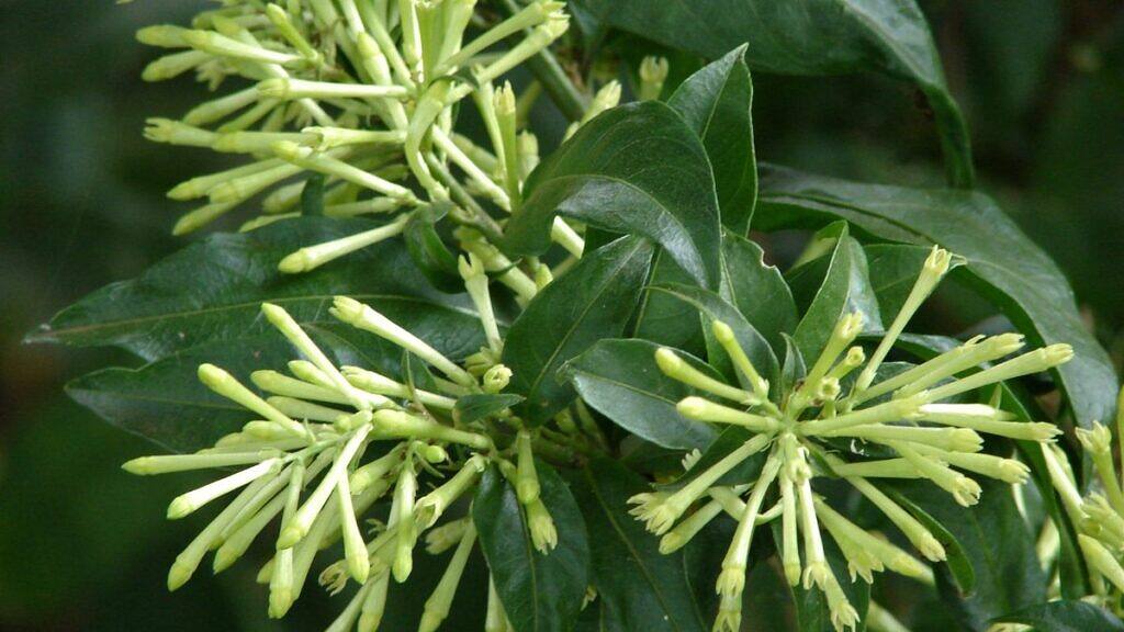 Night Blooming Jessamine - Cestrum nocturnum