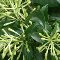 Night Blooming Jessamine - Cestrum nocturnum