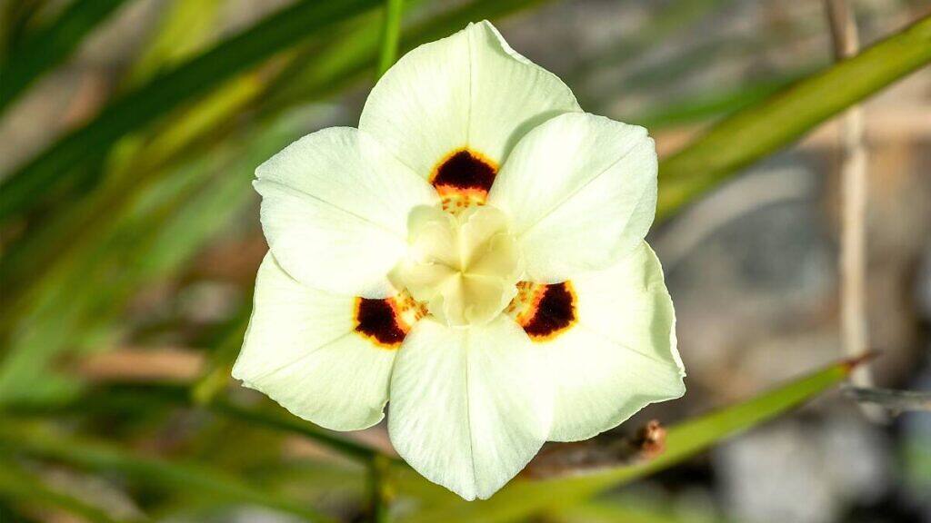 Fortnight Lily - Dietes bicolor