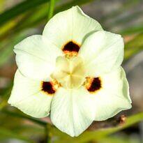 Fortnight Lily - Dietes bicolor