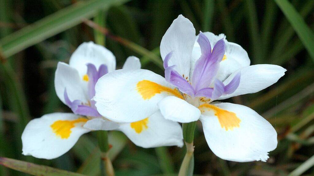 Fairy Iris - Dietes grandiflora