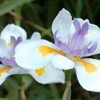 Fairy Iris - Dietes grandiflora