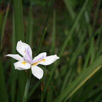 Fortnight Lily - Dietes iridioides