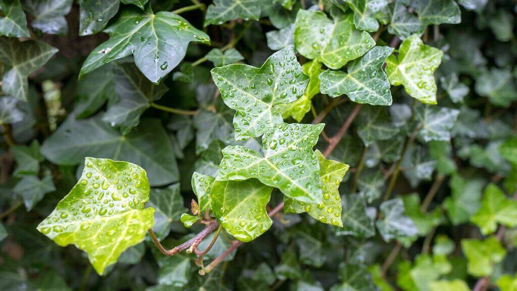English Ivy - Hedera helix