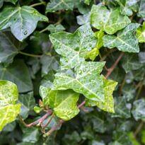 English Ivy - Hedera helix