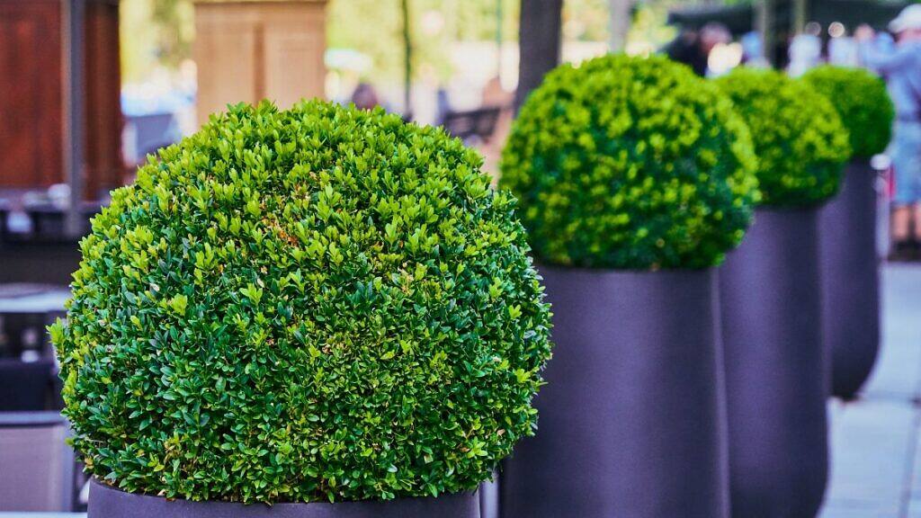 Common Boxwood - Buxus sempervirens