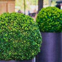 Common Boxwood - Buxus sempervirens