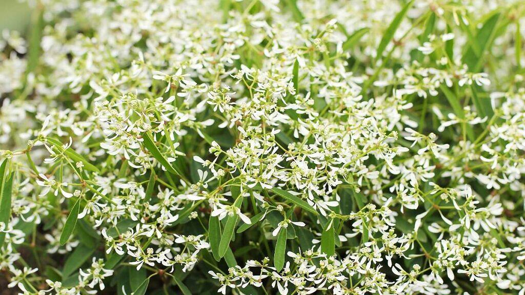 Graceful Sandmat - Chamaesyce hypericifolia