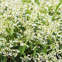 Graceful Sandmat - Chamaesyce hypericifolia