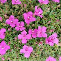 Spanish Shawl - Heterocentron elegans