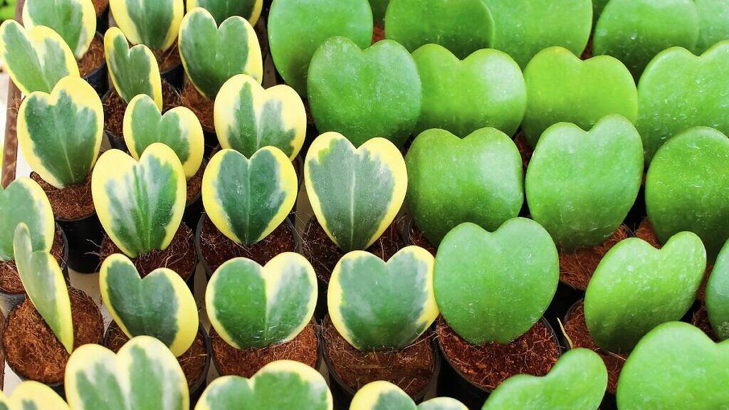 Sweetheart Hoya - Hoya kerrii