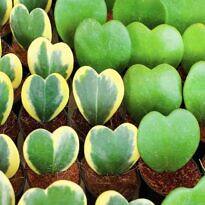 Sweetheart Hoya - Hoya kerrii